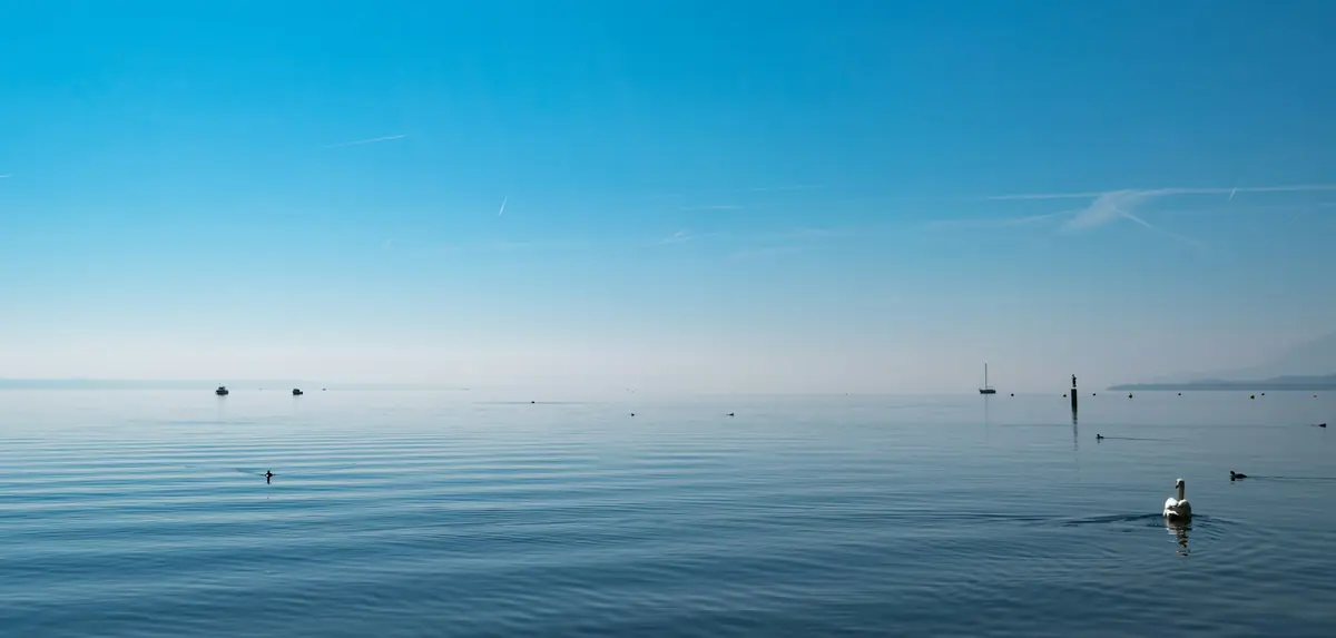 Un cygne sur le lac de Neuchâtel, devant son horizon paisible